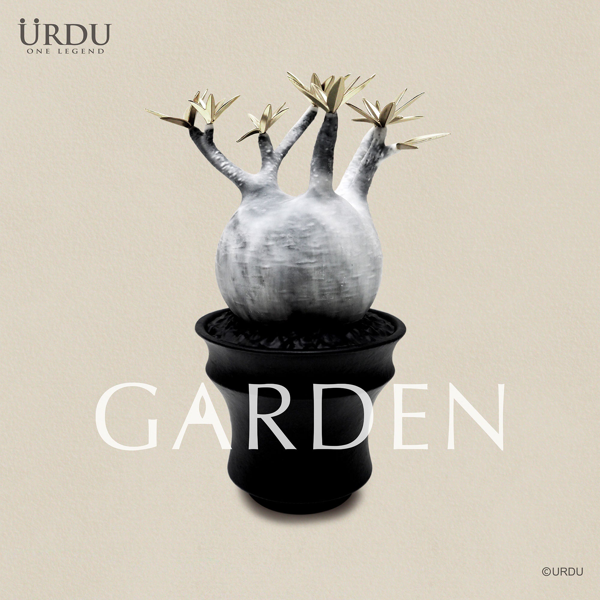 URDU Garden Caudex Plant Series - Pachypodium Gracilius